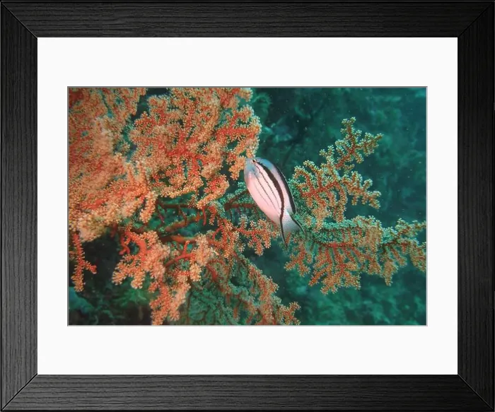 Framed Print : Angelfish, Deep Sea Exploration 2025 Framed Print : Angelfish, Deep Sea Exploration 2025