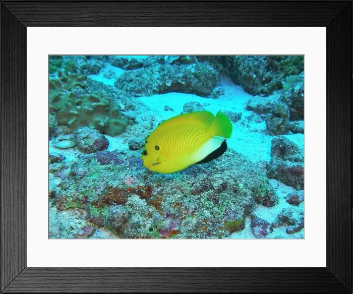 Framed Print : Angelfish, Deep Sea Exploration 2025 Framed Print : Angelfish, Deep Sea Exploration 2025