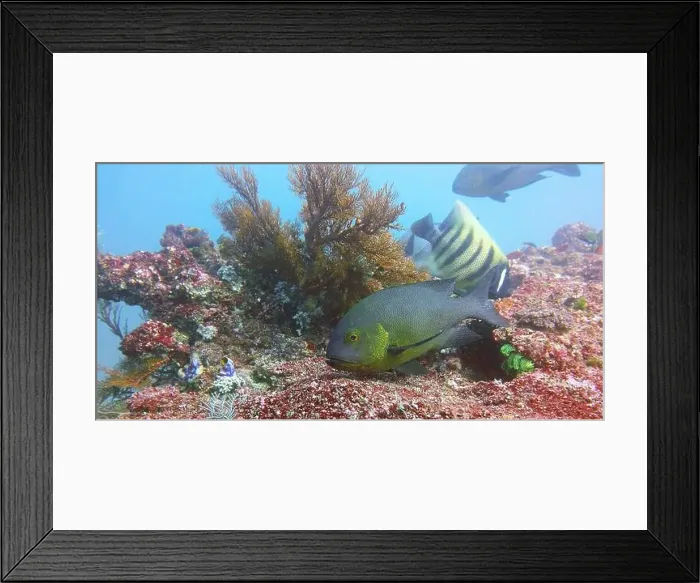 Framed Print : Angelfish, Deep Sea Exploration 2025 Framed Print : Angelfish, Deep Sea Exploration 2025