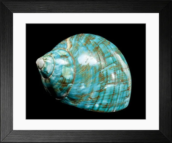 Framed Print : A vibrant turquoise nautilus shell with swirling brown and white patterns against a black background Framed Print : A vibrant turquoise nautilus shell with swirling brown and white patterns against a black background