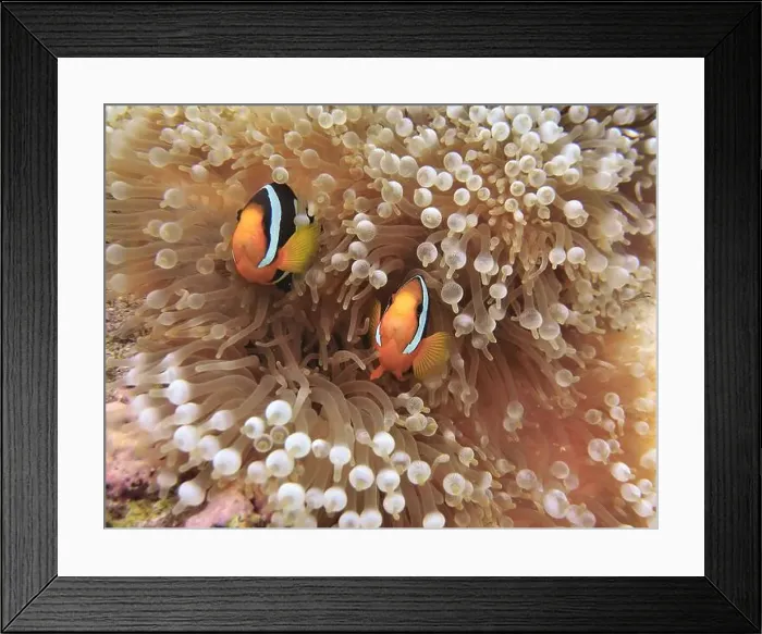 Framed Print : Anemonefish, Clownfish Deep Sea Exploration 2025 Clownfish or anemonefish are fishes from the subfamily Amphiprioninae Framed Print : Anemonefish, Clownfish Deep Sea Exploration 2025 Clownfish or anemonefish are fishes from the subfamily Amphiprioninae
