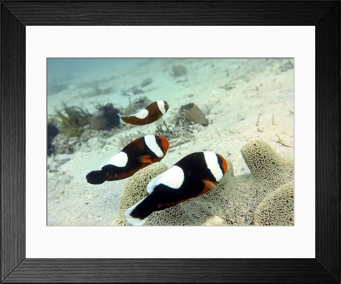 Framed Print : Anemonefish, Clownfish Deep Sea Exploration 2025 Clownfish or anemonefish are fishes from the subfamily Amphiprioninae Framed Print : Anemonefish, Clownfish Deep Sea Exploration 2025 Clownfish or anemonefish are fishes from the subfamily Amphiprioninae