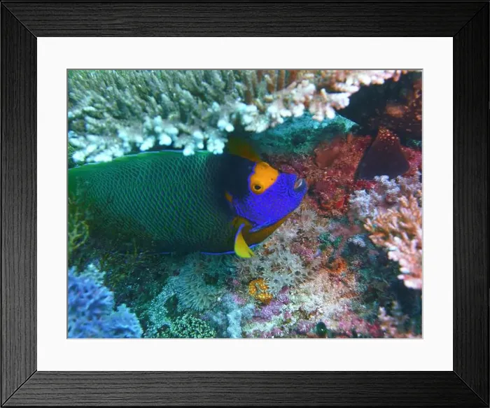 Framed Print : Angelfish, Deep Sea Exploration 2025 Framed Print : Angelfish, Deep Sea Exploration 2025