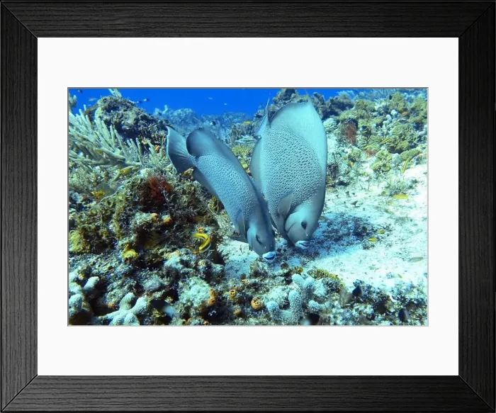 Framed Print : Angelfish, Deep Sea Exploration 2025 Framed Print : Angelfish, Deep Sea Exploration 2025