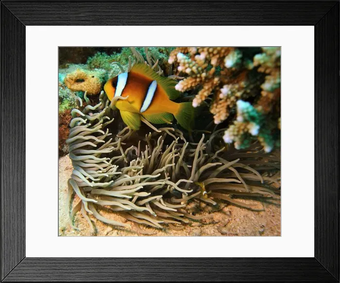 Framed Print : Anemonefish, Clownfish Deep Sea Exploration 2025 Clownfish or anemonefish are fishes from the subfamily Amphiprioninae Framed Print : Anemonefish, Clownfish Deep Sea Exploration 2025 Clownfish or anemonefish are fishes from the subfamily Amphiprioninae
