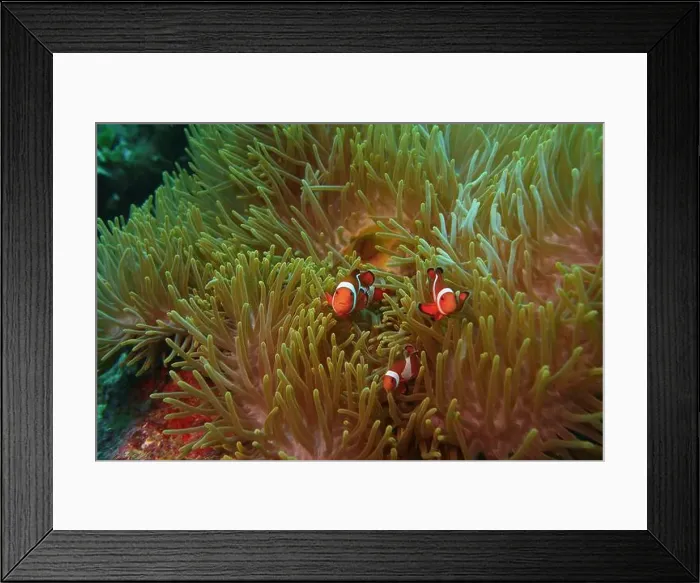 Framed Print : Anemonefish, Clownfish Deep Sea Exploration 2025 Clownfish or anemonefish are fishes from the subfamily Amphiprioninae Framed Print : Anemonefish, Clownfish Deep Sea Exploration 2025 Clownfish or anemonefish are fishes from the subfamily Amphiprioninae