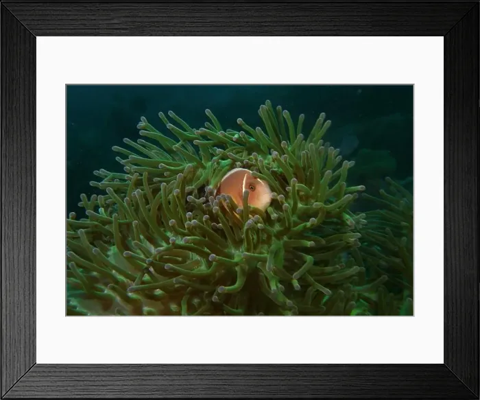 Framed Print : Anemonefish, Clownfish Deep Sea Exploration 2025 Clownfish or anemonefish are fishes from the subfamily Amphiprioninae Framed Print : Anemonefish, Clownfish Deep Sea Exploration 2025 Clownfish or anemonefish are fishes from the subfamily Amphiprioninae