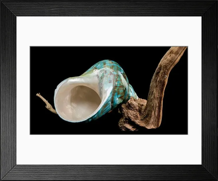 Framed Print : A vibrant turquoise nautilus shell with swirling brown and white patterns