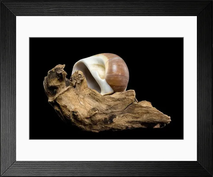 Framed Print : A polished brown moon snail shell with subtle cream and white spirals Framed Print : A polished brown moon snail shell with subtle cream and white spirals