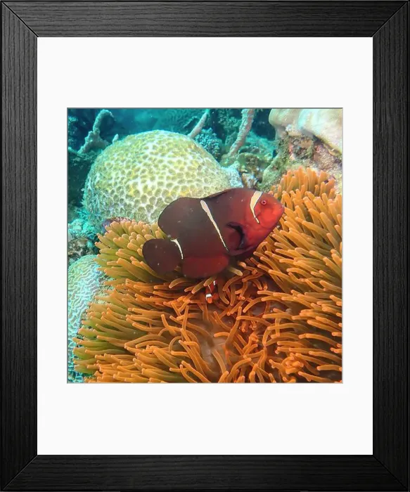 Framed Print : Anemonefish, Clownfish Deep Sea Exploration 2025 Clownfish or anemonefish are fishes from the subfamily Amphiprioninae Framed Print : Anemonefish, Clownfish Deep Sea Exploration 2025 Clownfish or anemonefish are fishes from the subfamily Amphiprioninae