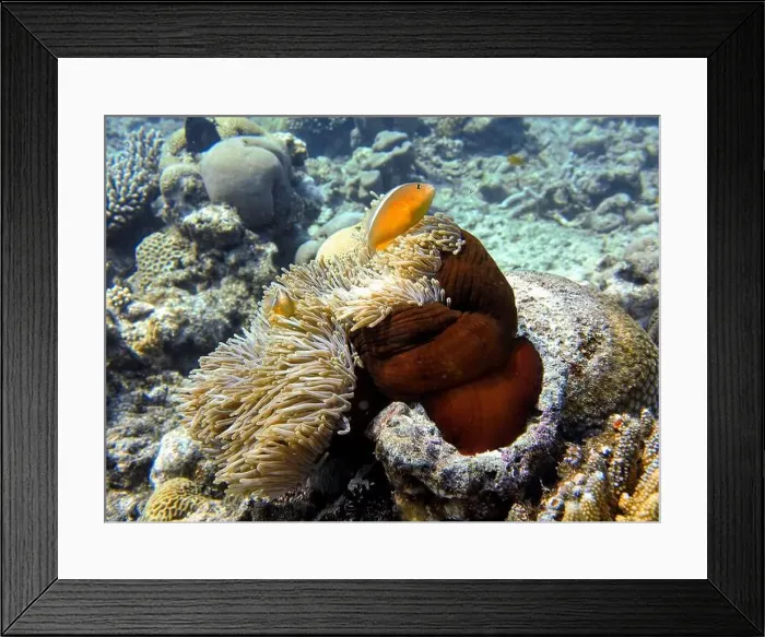 Framed Print : Anemonefish, Clownfish Deep Sea Exploration 2025 Clownfish or anemonefish are fishes from the subfamily Amphiprioninae Framed Print : Anemonefish, Clownfish Deep Sea Exploration 2025 Clownfish or anemonefish are fishes from the subfamily Amphiprioninae