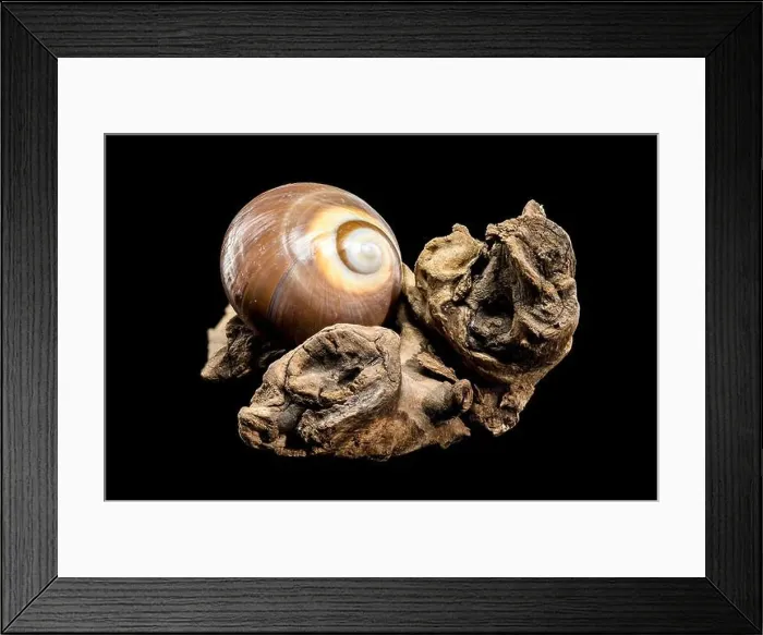 Framed Print : A polished brown moon snail shell with subtle cream and white spirals Framed Print : A polished brown moon snail shell with subtle cream and white spirals