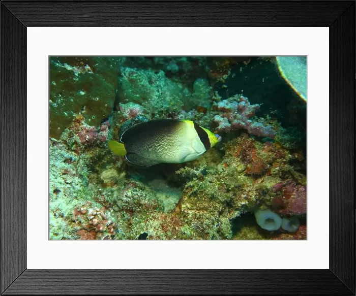 Framed Print : Angelfish, Deep Sea Exploration 2025 Framed Print : Angelfish, Deep Sea Exploration 2025