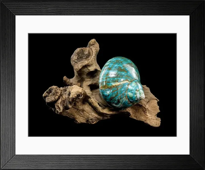 Framed Print : A vibrant turquoise nautilus shell with swirling brown and white patterns