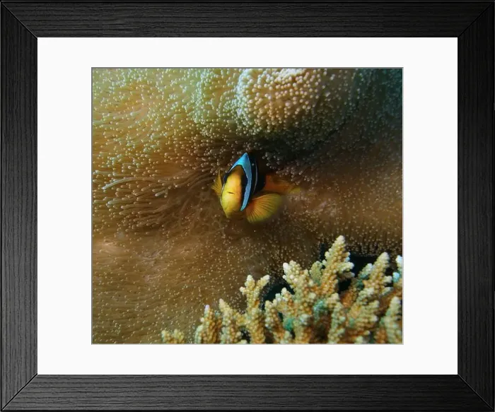 Framed Print : Anemonefish, Clownfish Deep Sea Exploration 2025 Clownfish or anemonefish are fishes from the subfamily Amphiprioninae Framed Print : Anemonefish, Clownfish Deep Sea Exploration 2025 Clownfish or anemonefish are fishes from the subfamily Amphiprioninae