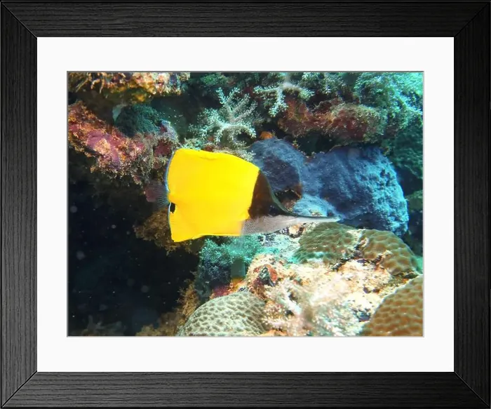 Framed Print : Butterflyfish, Deep Sea Exploration 2025 Framed Print : Butterflyfish, Deep Sea Exploration 2025