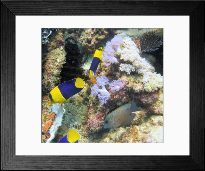 Framed Print : Angelfish, Deep Sea Exploration 2025 Framed Print : Angelfish, Deep Sea Exploration 2025