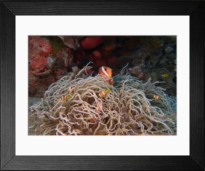 Framed Print : Anemonefish, Clownfish Deep Sea Exploration 2025 Clownfish or anemonefish are fishes from the subfamily Amphiprioninae Framed Print : Anemonefish, Clownfish Deep Sea Exploration 2025 Clownfish or anemonefish are fishes from the subfamily Amphiprioninae