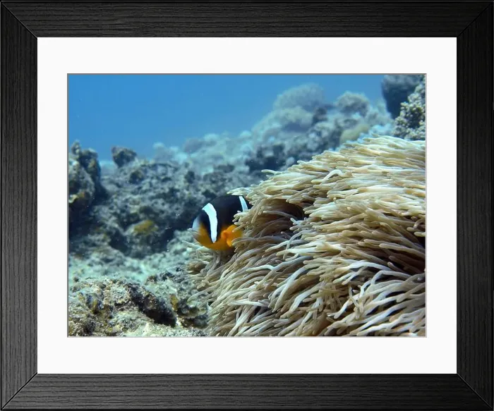 Framed Print : Anemonefish, Clownfish Deep Sea Exploration 2025 Clownfish or anemonefish are fishes from the subfamily Amphiprioninae Framed Print : Anemonefish, Clownfish Deep Sea Exploration 2025 Clownfish or anemonefish are fishes from the subfamily Amphiprioninae