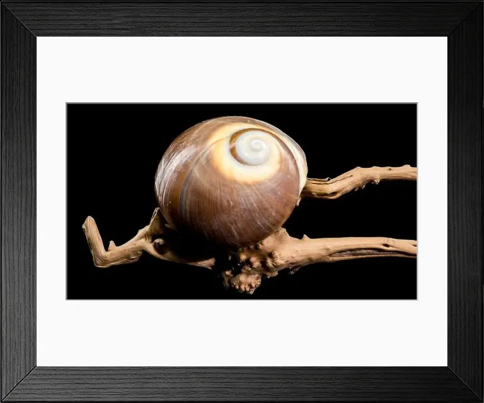 Framed Print : A polished brown moon snail shell with subtle cream and white spirals Framed Print : A polished brown moon snail shell with subtle cream and white spirals