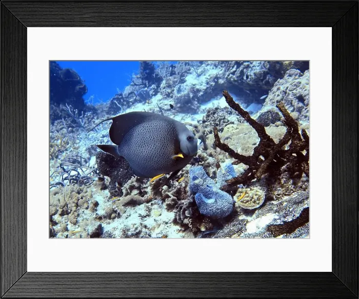 Framed Print : Angelfish, Deep Sea Exploration 2025 Framed Print : Angelfish, Deep Sea Exploration 2025