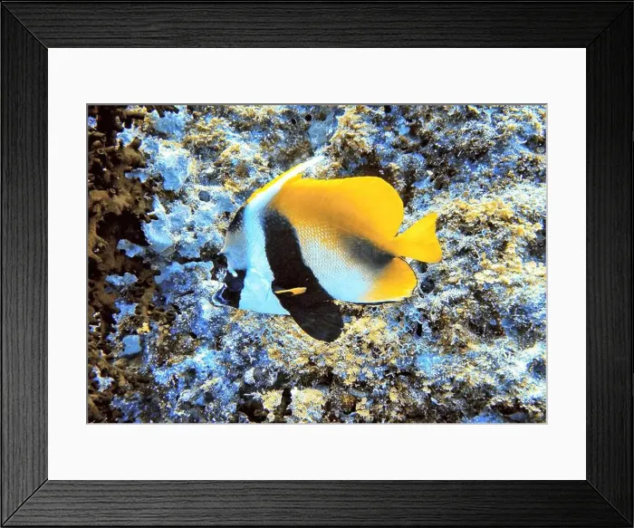 Framed Print : Butterflyfish, Deep Sea Exploration 2025 Framed Print : Butterflyfish, Deep Sea Exploration 2025