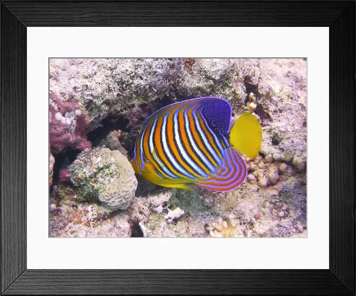 Framed Print : Angelfish, Deep Sea Exploration 2025 Framed Print : Angelfish, Deep Sea Exploration 2025