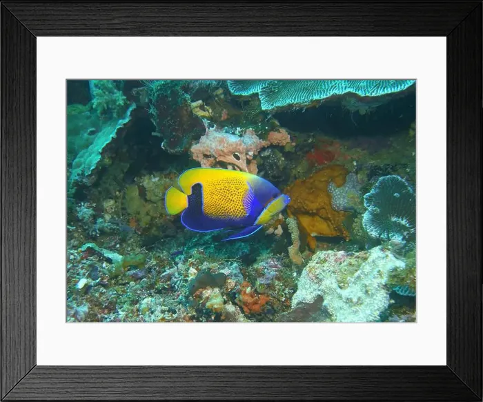 Framed Print : Angelfish, Deep Sea Exploration 2025 Framed Print : Angelfish, Deep Sea Exploration 2025