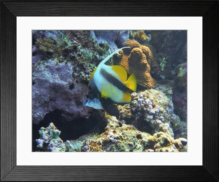 Framed Print : Butterflyfish, Deep Sea Exploration 2025 Framed Print : Butterflyfish, Deep Sea Exploration 2025