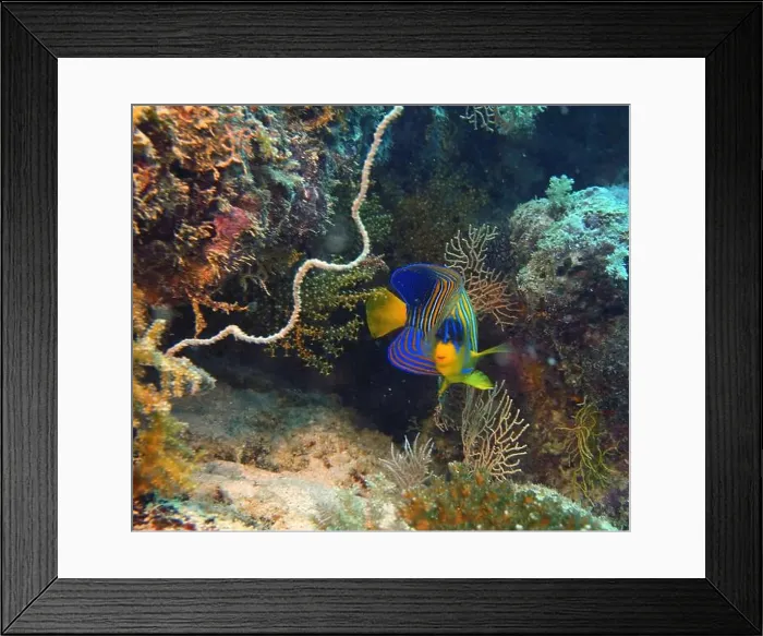Framed Print : Angelfish, Deep Sea Exploration 2025 Framed Print : Angelfish, Deep Sea Exploration 2025