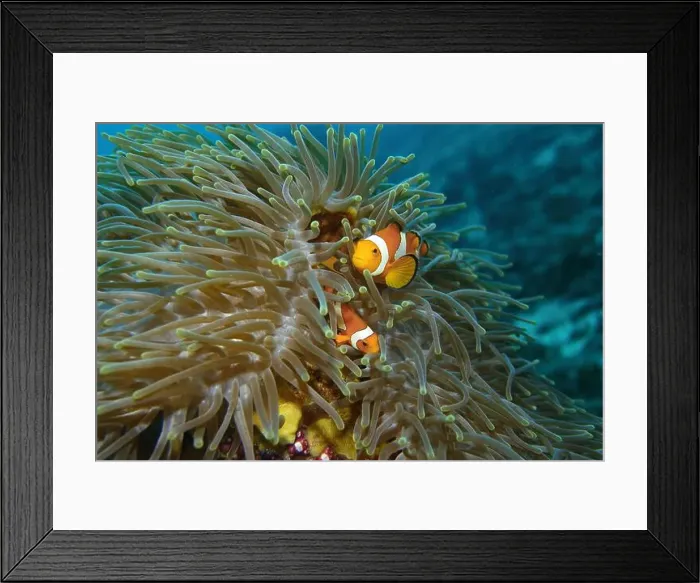 Framed Print : Anemonefish, Clownfish Deep Sea Exploration 2025 Clownfish or anemonefish are fishes from the subfamily Amphiprioninae Framed Print : Anemonefish, Clownfish Deep Sea Exploration 2025 Clownfish or anemonefish are fishes from the subfamily Amphiprioninae