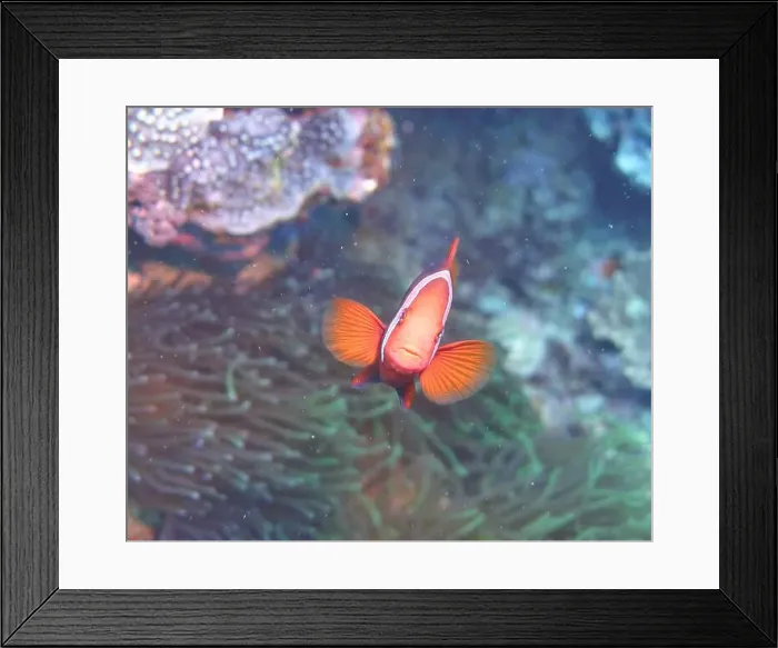 Framed Print : Anemonefish, Clownfish Deep Sea Exploration 2025 Clownfish or anemonefish are fishes from the subfamily Amphiprioninae Framed Print : Anemonefish, Clownfish Deep Sea Exploration 2025 Clownfish or anemonefish are fishes from the subfamily Amphiprioninae