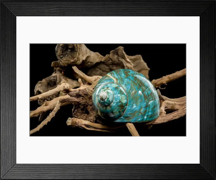 Framed Print : A vibrant turquoise nautilus shell with swirling brown and white patterns Framed Print : A vibrant turquoise nautilus shell with swirling brown and white patterns