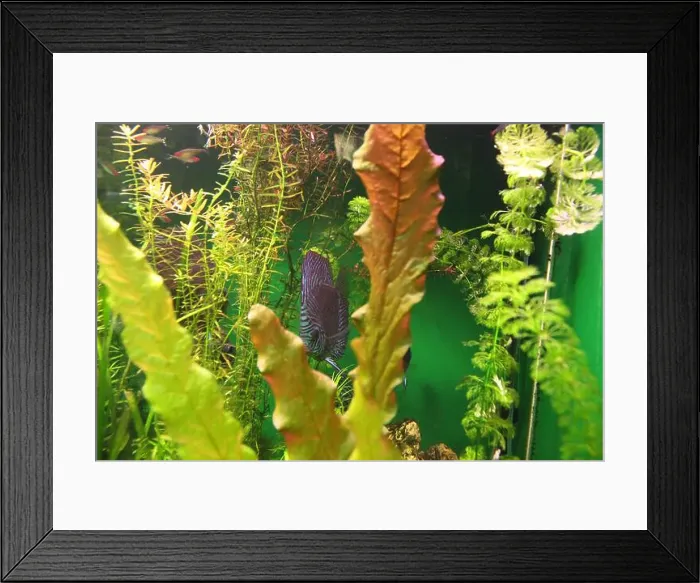 Framed Print : Symphysodon is a genus of cichlid fish widely distributed in the Amazon River basin Framed Print : Symphysodon is a genus of cichlid fish widely distributed in the Amazon River basin