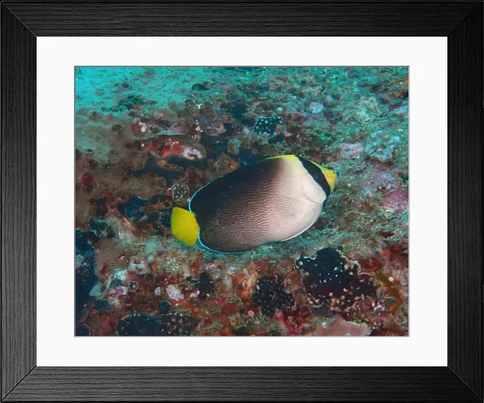 Framed Print : Angelfish, Deep Sea Exploration 2025 Framed Print : Angelfish, Deep Sea Exploration 2025