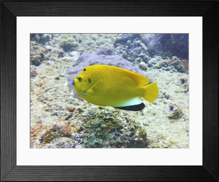 Framed Print : Angelfish, Deep Sea Exploration 2025 Framed Print : Angelfish, Deep Sea Exploration 2025