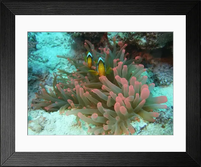 Framed Print : Anemonefish, Clownfish Deep Sea Exploration 2025 Clownfish or anemonefish are fishes from the subfamily Amphiprioninae Framed Print : Anemonefish, Clownfish Deep Sea Exploration 2025 Clownfish or anemonefish are fishes from the subfamily Amphiprioninae