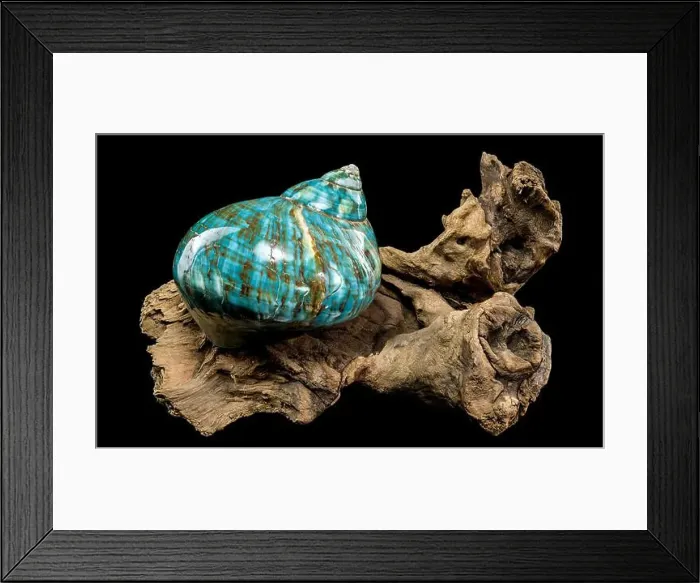 Framed Print : A vibrant turquoise nautilus shell with swirling brown and white patterns Framed Print : A vibrant turquoise nautilus shell with swirling brown and white patterns