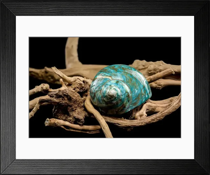 Framed Print : A vibrant turquoise nautilus shell with swirling brown and white patterns Framed Print : A vibrant turquoise nautilus shell with swirling brown and white patterns