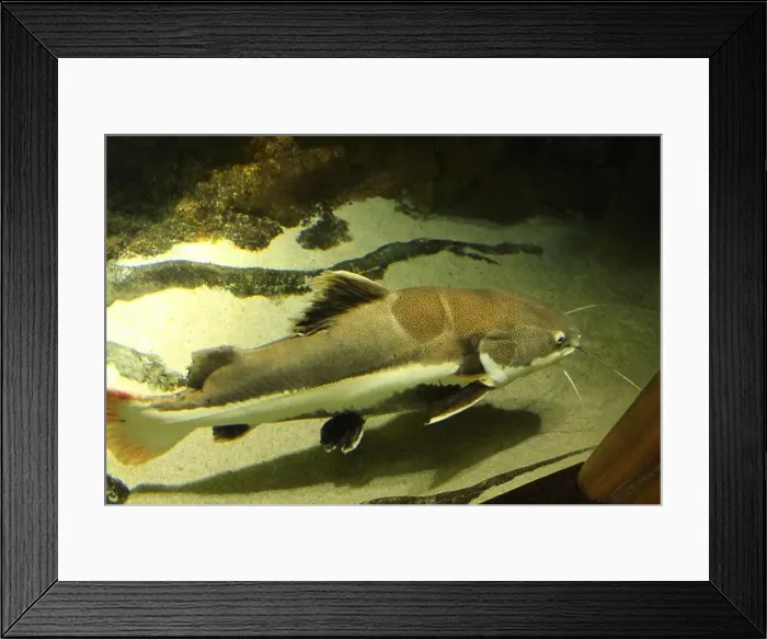 Framed Print : Pimelodidae catfish in the water aquarium view from above from the side. Keeping fish in an aquarium Framed Print : Pimelodidae catfish in the water aquarium view from above from the side. Keeping fish in an aquarium