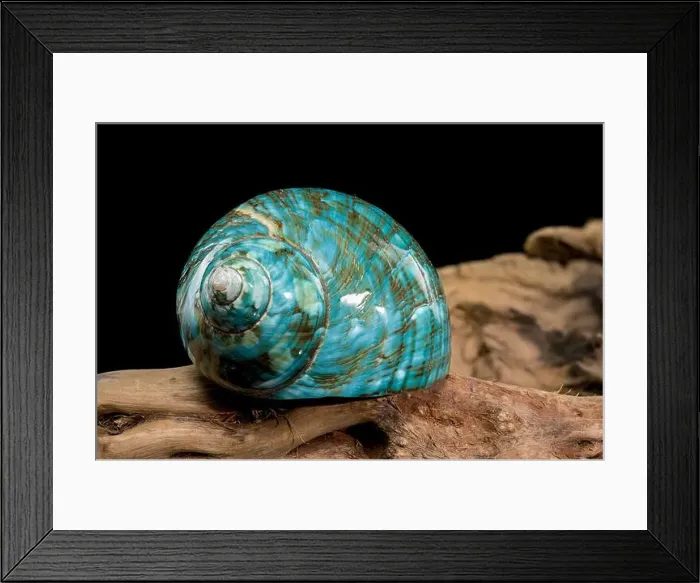 Framed Print : A vibrant turquoise nautilus shell with swirling brown and white patterns Framed Print : A vibrant turquoise nautilus shell with swirling brown and white patterns