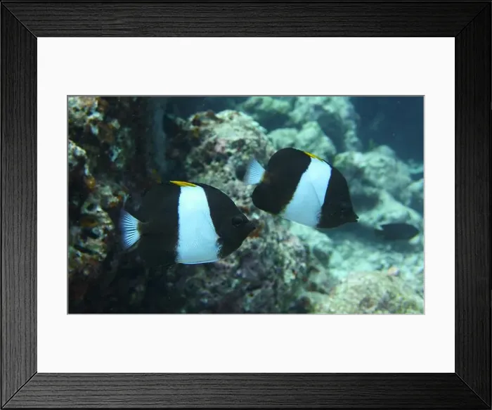 Framed Print : Butterflyfish, Deep Sea Exploration 2025 Framed Print : Butterflyfish, Deep Sea Exploration 2025