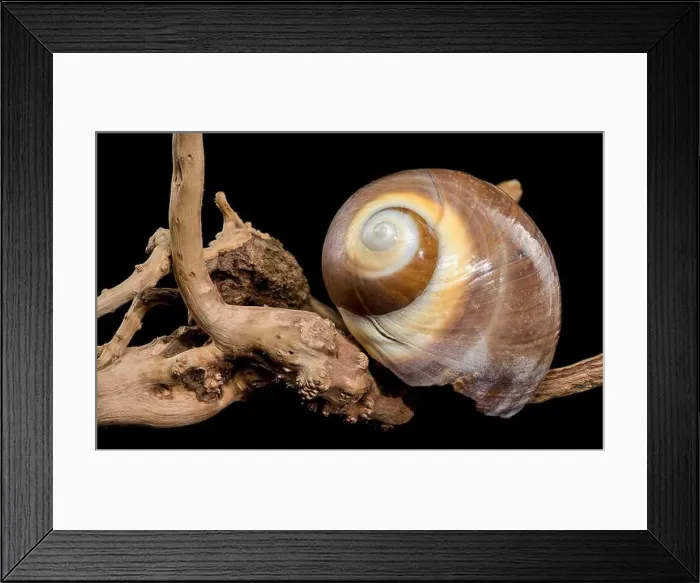 Framed Print : A polished brown moon snail shell with subtle cream and white spirals Framed Print : A polished brown moon snail shell with subtle cream and white spirals