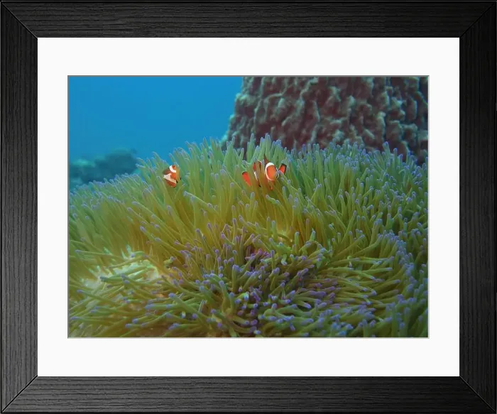 Framed Print : Anemonefish, Clownfish Deep Sea Exploration 2025 Clownfish or anemonefish are fishes from the subfamily Amphiprioninae