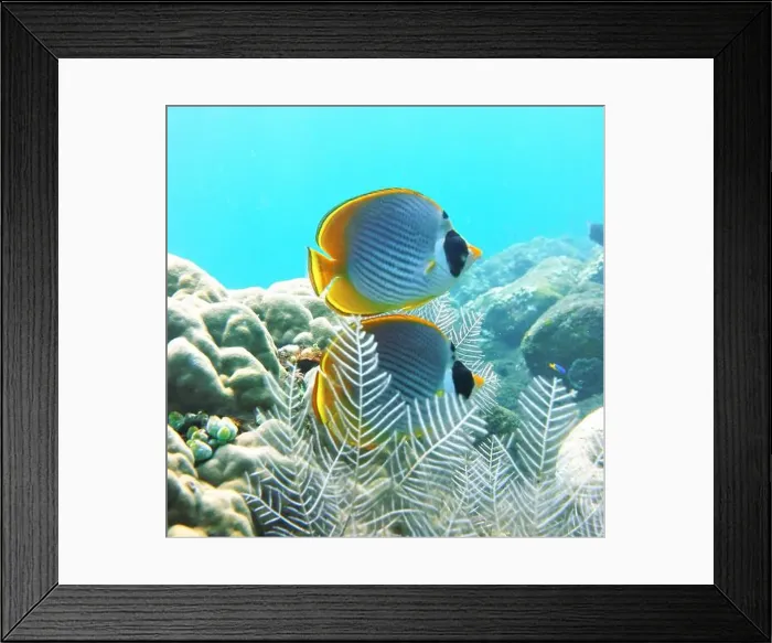 Framed Print : Butterflyfish, Deep Sea Exploration 2025