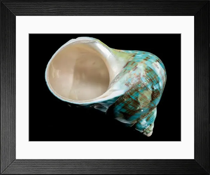 Framed Print : A vibrant turquoise nautilus shell with swirling brown and white patterns against a black background Framed Print : A vibrant turquoise nautilus shell with swirling brown and white patterns against a black background