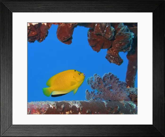 Framed Print : Angelfish, Deep Sea Exploration 2025 Framed Print : Angelfish, Deep Sea Exploration 2025