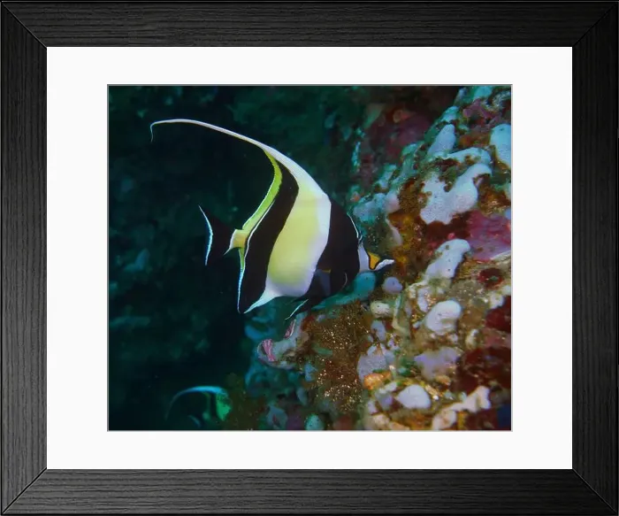 Framed Print : Butterflyfish, Deep Sea Exploration 2025 Framed Print : Butterflyfish, Deep Sea Exploration 2025