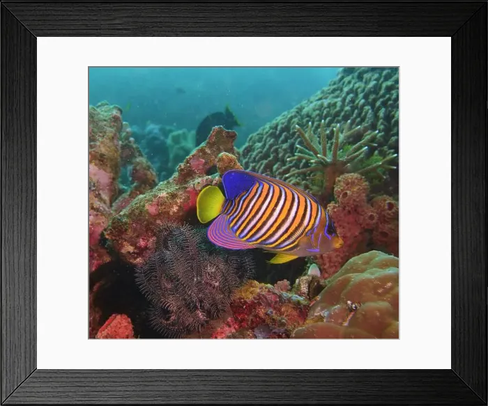 Framed Print : Angelfish, Deep Sea Exploration 2025 Framed Print : Angelfish, Deep Sea Exploration 2025
