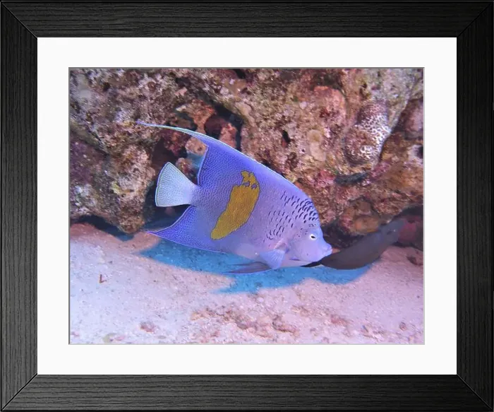 Framed Print : Angelfish, Deep Sea Exploration 2025 Framed Print : Angelfish, Deep Sea Exploration 2025